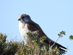 Falco cenchroides cenchroides