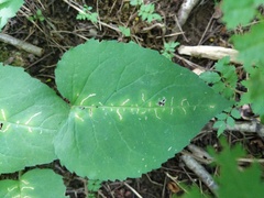 Scrobipalpula manierreorum