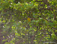 Phylloscopus xanthoschistos