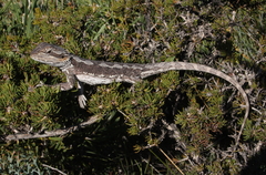 Pogona minor