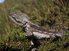 Pogona minor