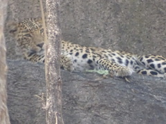 Panthera pardus fusca