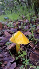 Hygrocybe