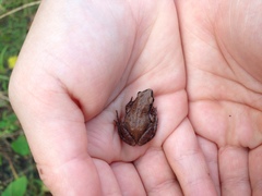 Pseudacris triseriata