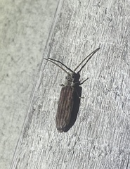 Tenomerga cinerea
