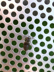 Pachydiplax longipennis