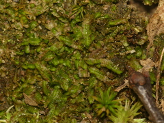 Odontoschisma sphagni