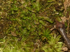 Odontoschisma sphagni