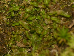 Odontoschisma sphagni