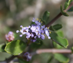 Ceanothus sonomensis