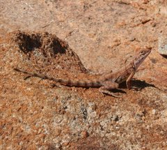 Ctenophorus caudicinctus