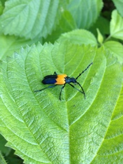 Desmocerus palliatus