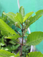 Ruellia tuberosa
