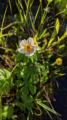 Trollius laxus