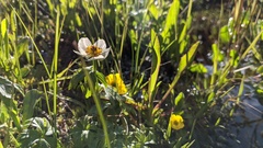 Trollius laxus