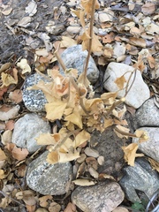 Malacothamnus clementinus