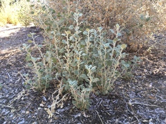 Malacothamnus arcuatus