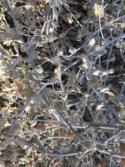 Malacothamnus arcuatus