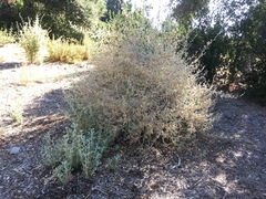 Malacothamnus arcuatus