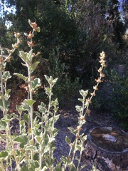 Malacothamnus arcuatus