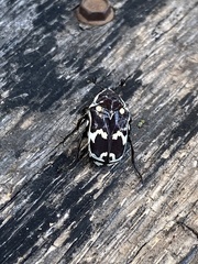 Amithao marginicollis