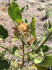 Malacothamnus lucianus