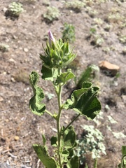 Malacothamnus lucianus