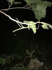 Diapheromera femorata