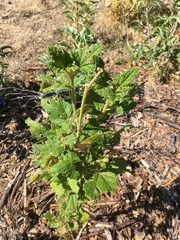 Malacothamnus involucratus