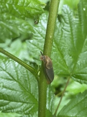 Succineoidea