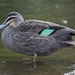 Pacific Black Duck - Photo (c) Tim, some rights reserved (CC BY), uploaded by Tim