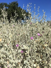 Malacothamnus abbottii