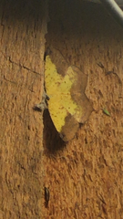 Antepione thisoaria