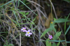 Bidens clavata