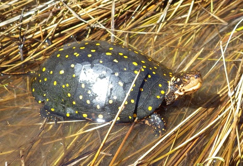 Spotted Turtle
