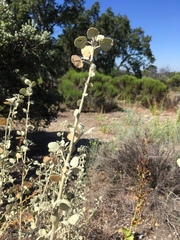 Malacothamnus jonesii