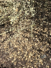 Malacothamnus jonesii