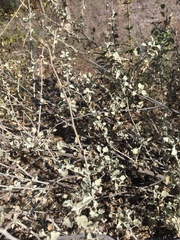 Malacothamnus jonesii