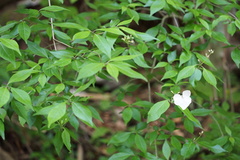 Hydrangea scandens