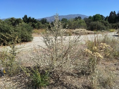 Malacothamnus jonesii