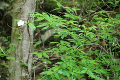 Hydrangea scandens