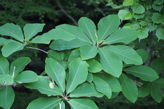 Magnolia obovata