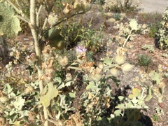 Malacothamnus fremontii cercophorus