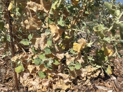 Malacothamnus fremontii cercophorus