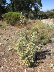 Malacothamnus fremontii cercophorus