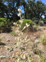 Malacothamnus fremontii cercophorus