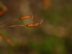 Tortella humilis