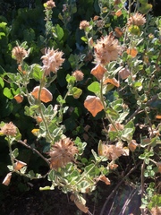 Malacothamnus lucianus