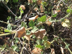 Malacothamnus lucianus