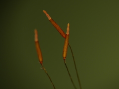 Tortella humilis